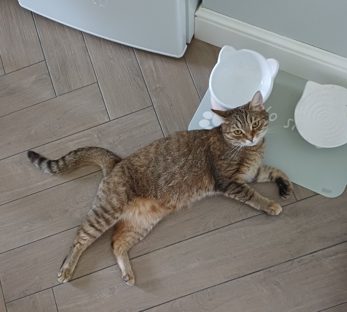 Лиса #ПротивВойны tweet media