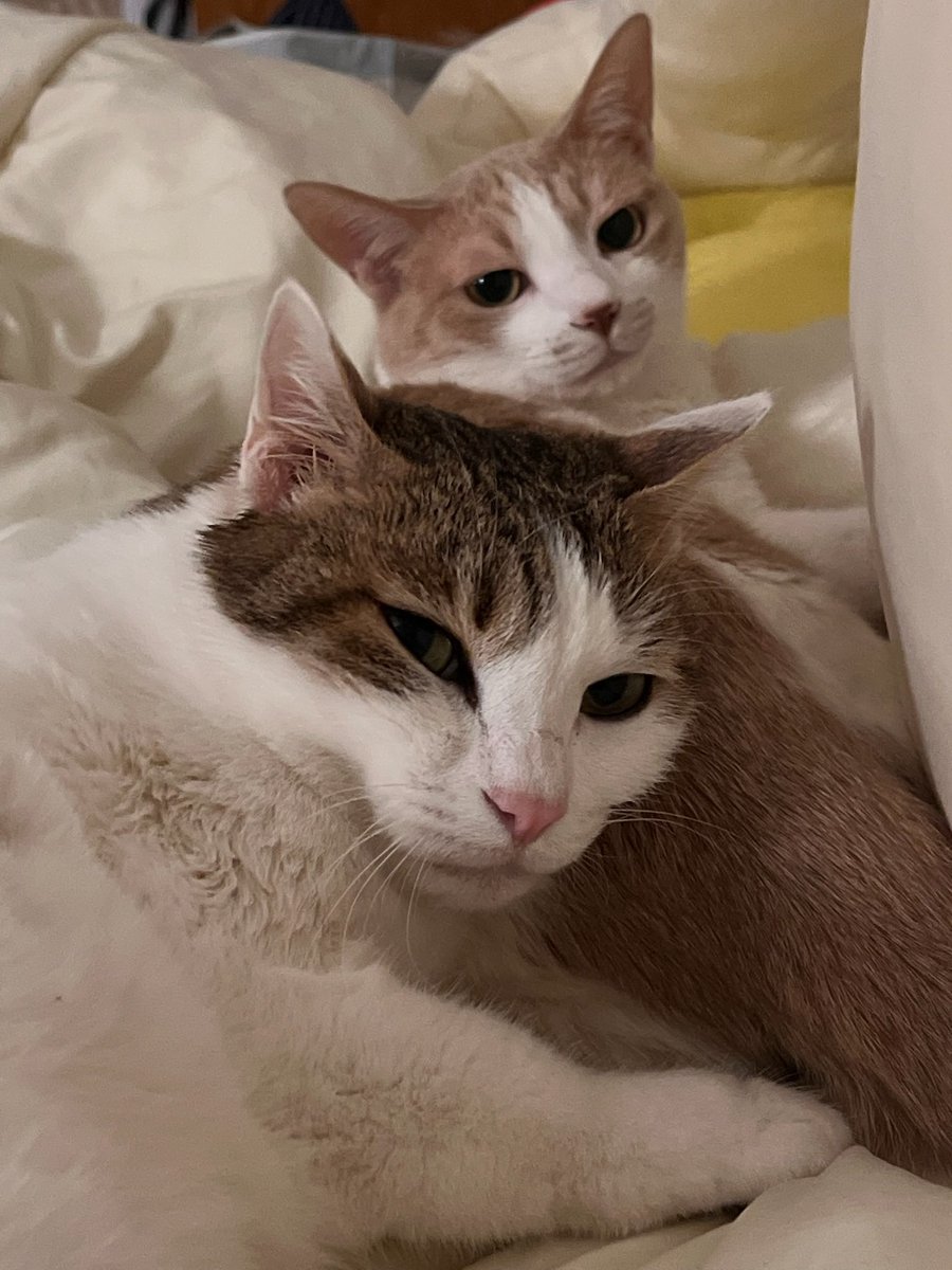 수목이 tweet media