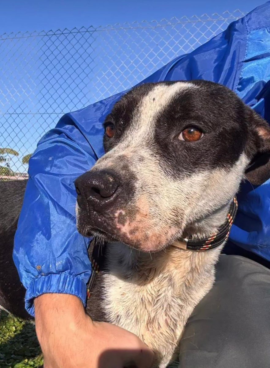 José Zaragoza tweet media