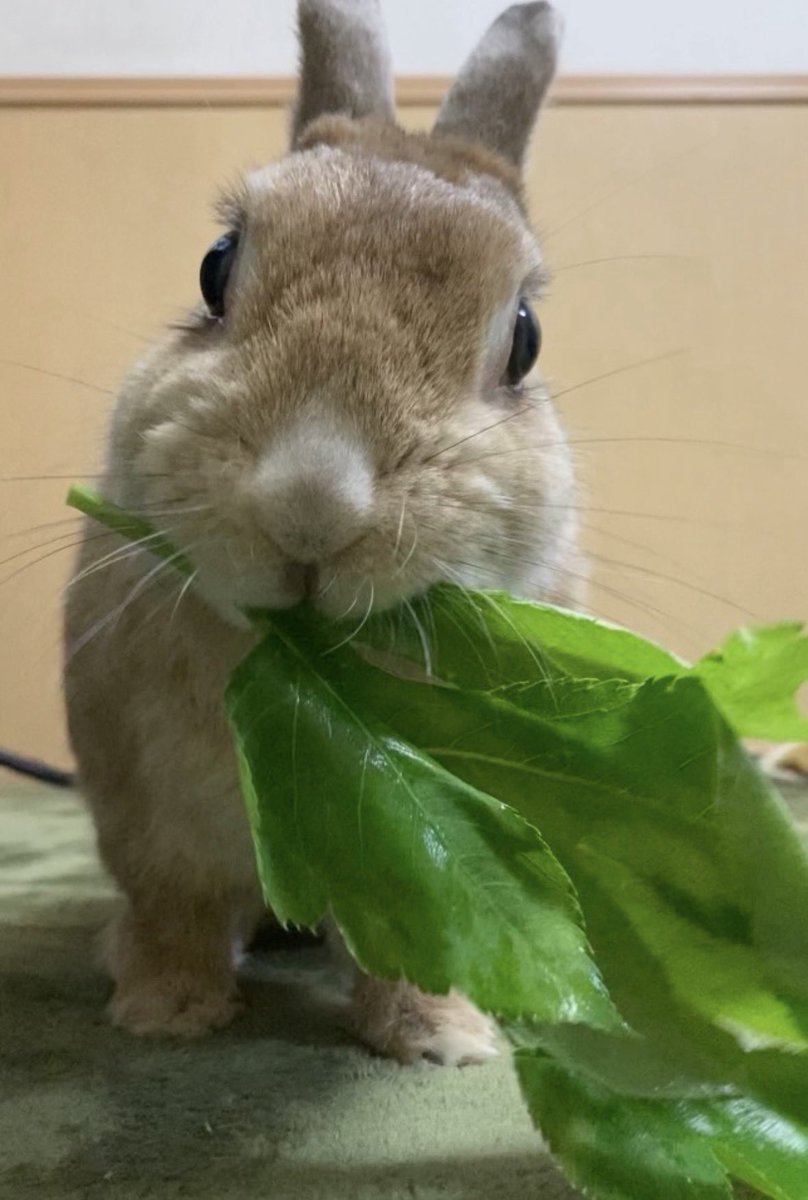 🐰チョパチョコ日記🐰 tweet media