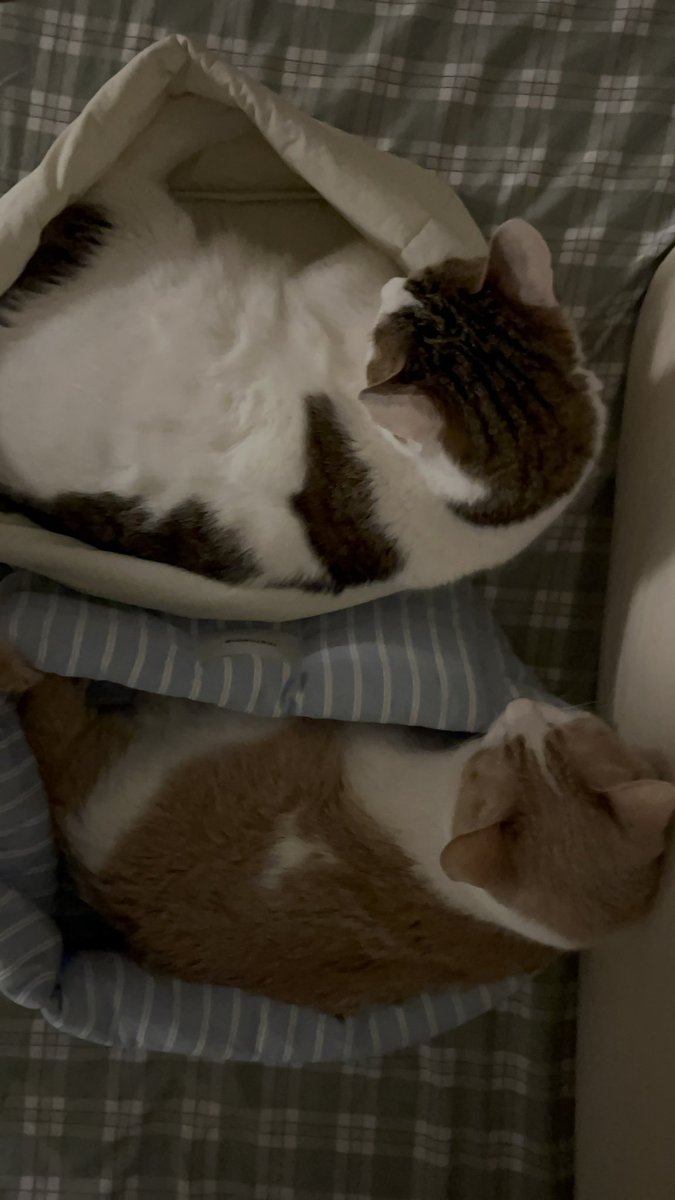 수목이 tweet media