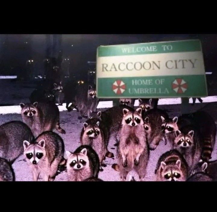 raccoon with confusing auras tweet media