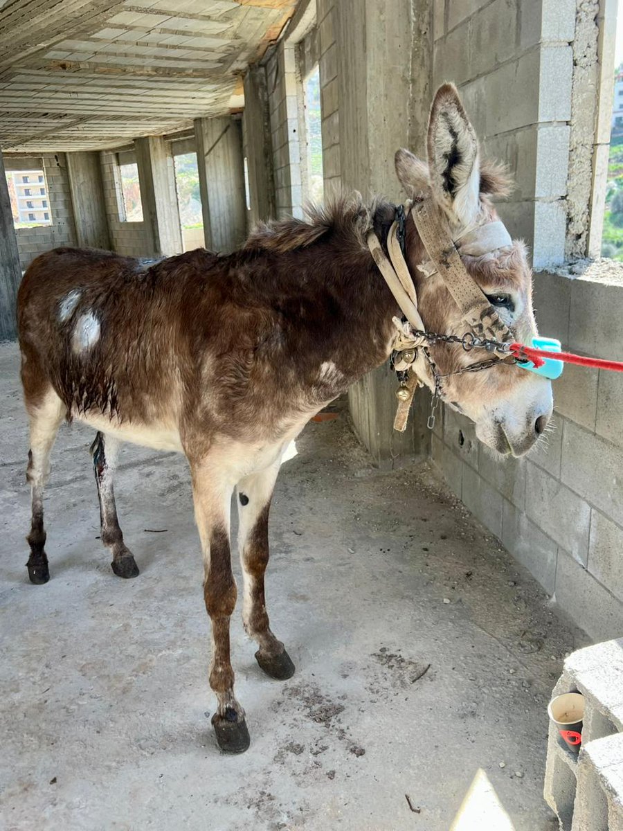 Safe Haven for Donkeys tweet media