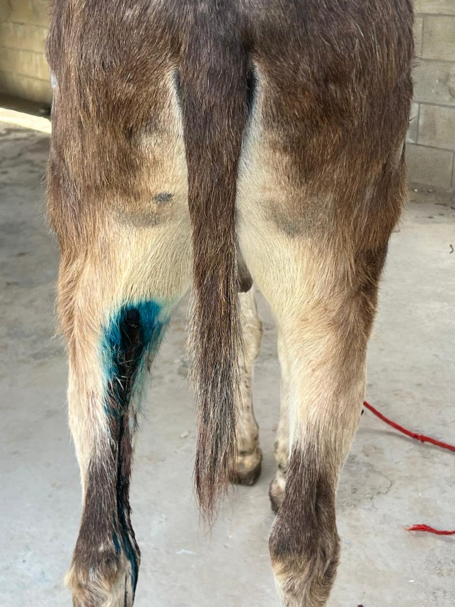 Safe Haven for Donkeys tweet media