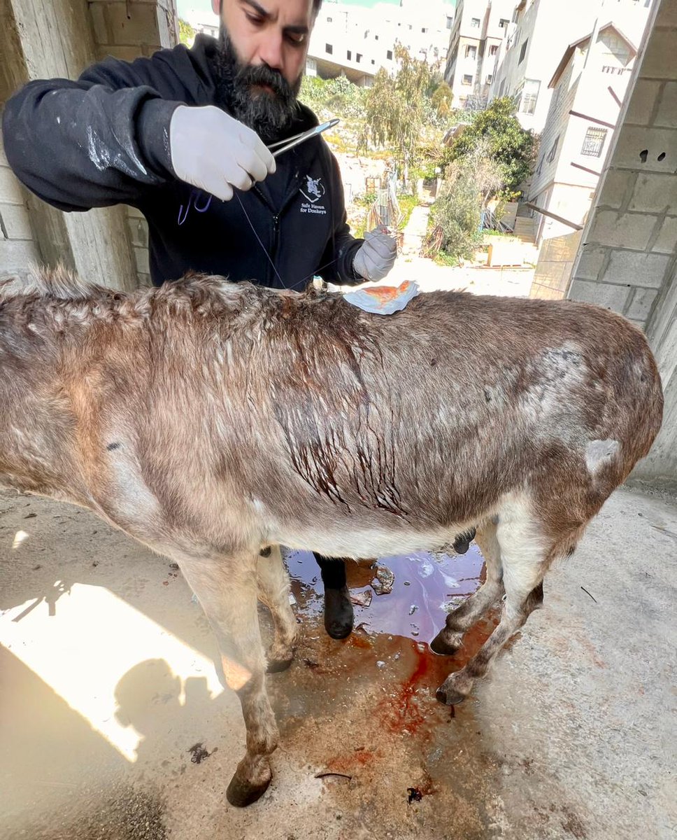 Safe Haven for Donkeys tweet media