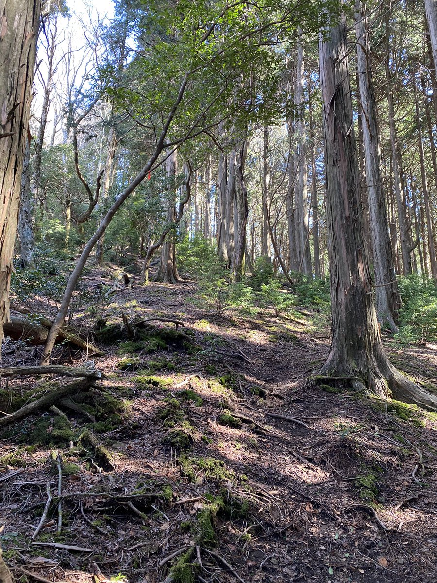 keiyr's tweet photo. 四国百名山55座目、高月山。宇和島で一番高いけど、ハイキング感覚で登れる良い山。鷹の鳴き声がずっと聞こえる🦅 https://t.co/Yc1gvDsAZy