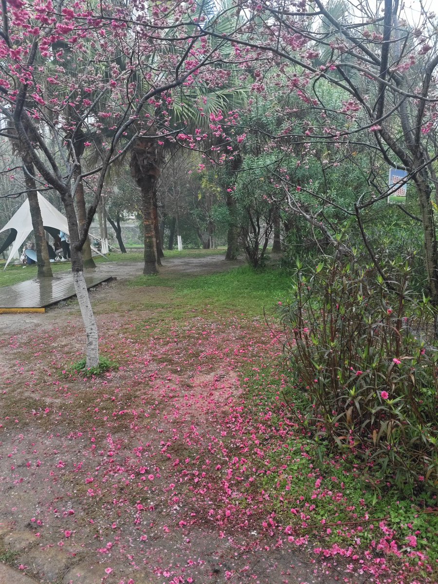 未来之影骑 tweet media