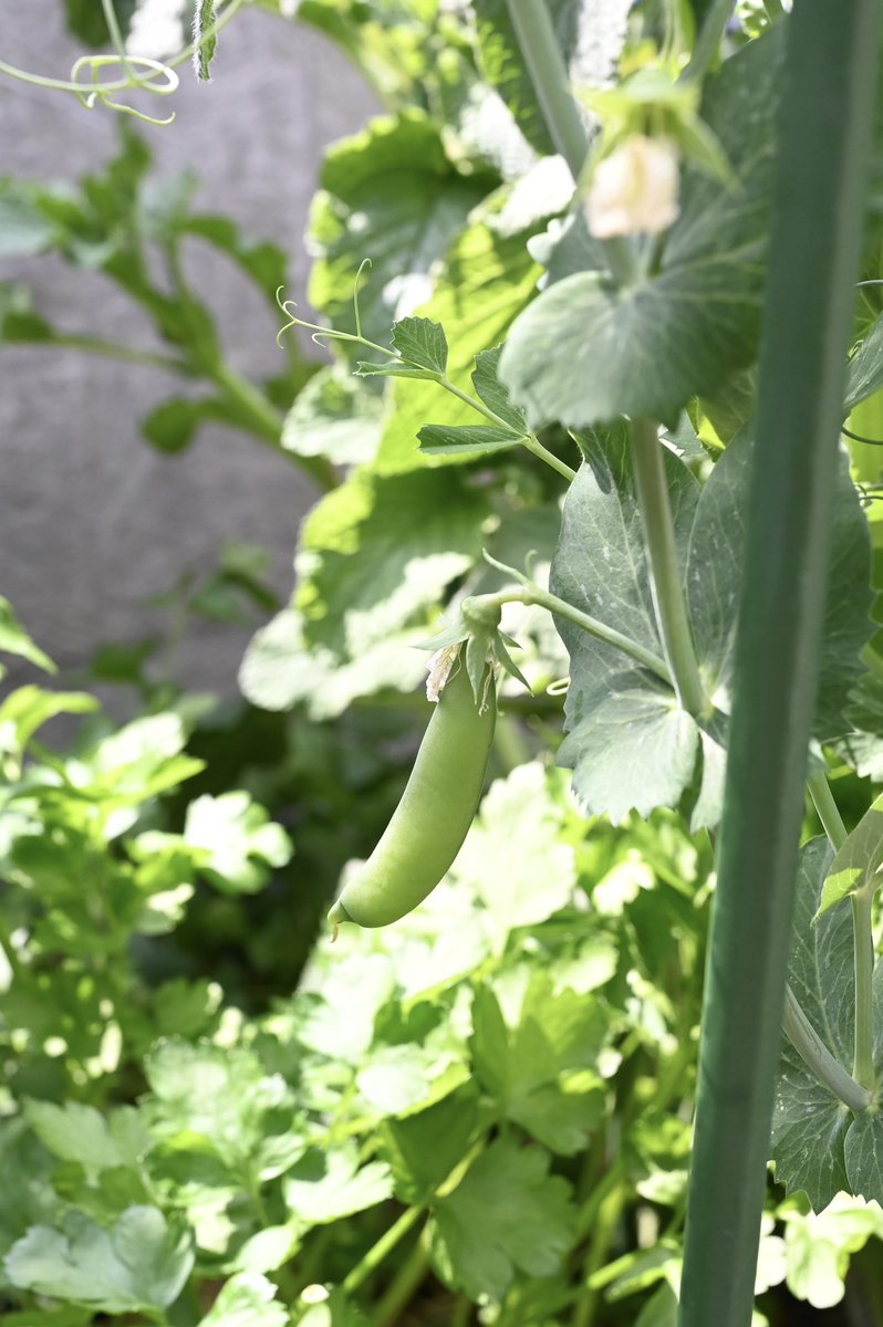 みか_メロウP tweet media