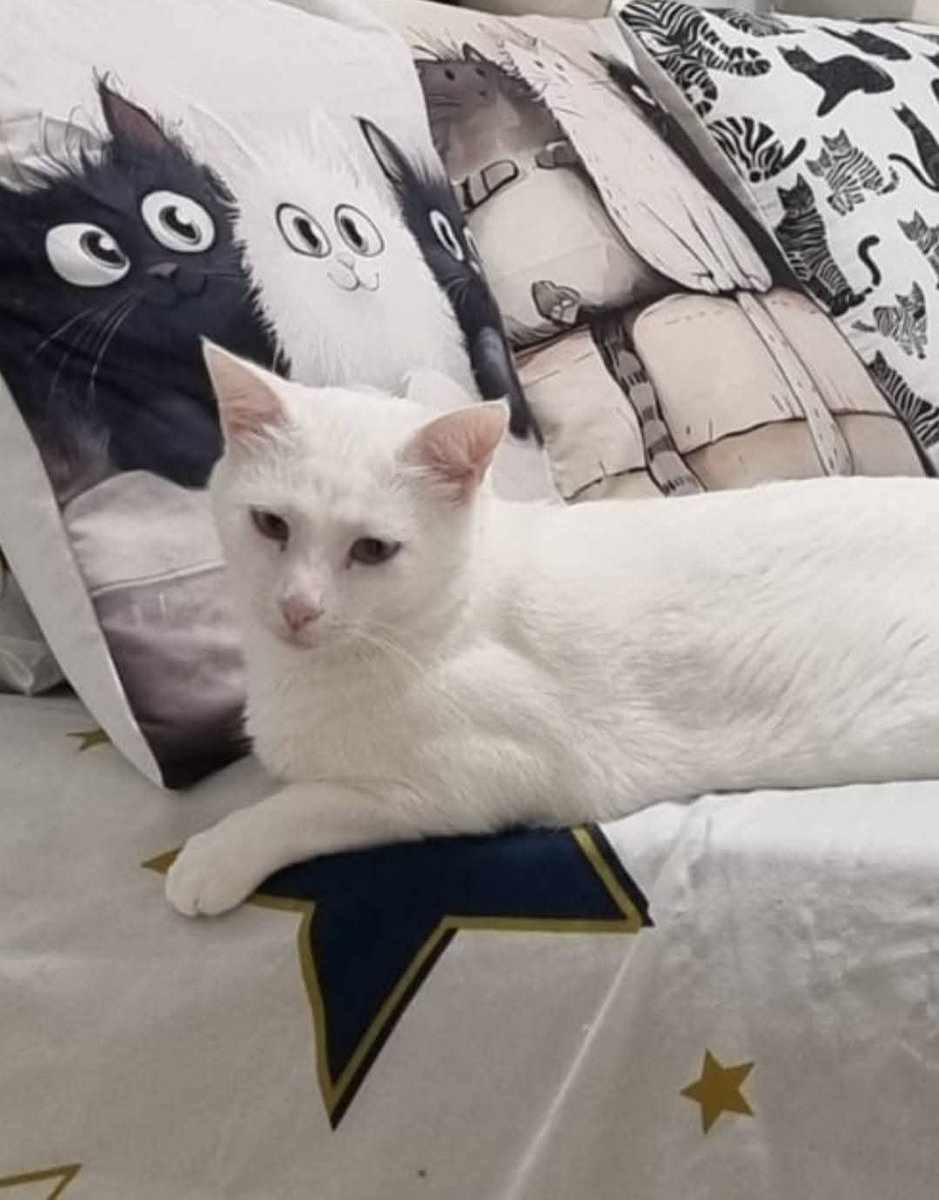 Solopar53137293's tweet photo. #Adopció conjunta Jazz i Blues 🐱🐱💜
Adopció solidària (només xip). Testades, vacunades i esterilitzades. Poden viatjar.
WhatsApp ☎️ 646689901
Van venir de Cadiz fa uns mesos, han avançat molt en socialitzar, hi haurà assessorament. No volem que vagin a una protectora #Deltebre https://t.co/rKcWyRW4t9
