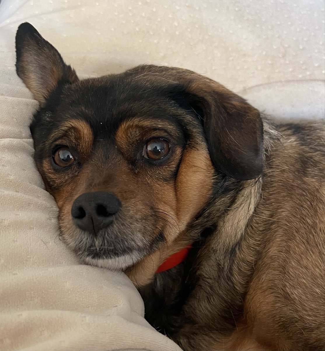 Molly Lyons ☘️ Gráinne Ní Mháille 💛 ⚖️ 🐝🪷 tweet media