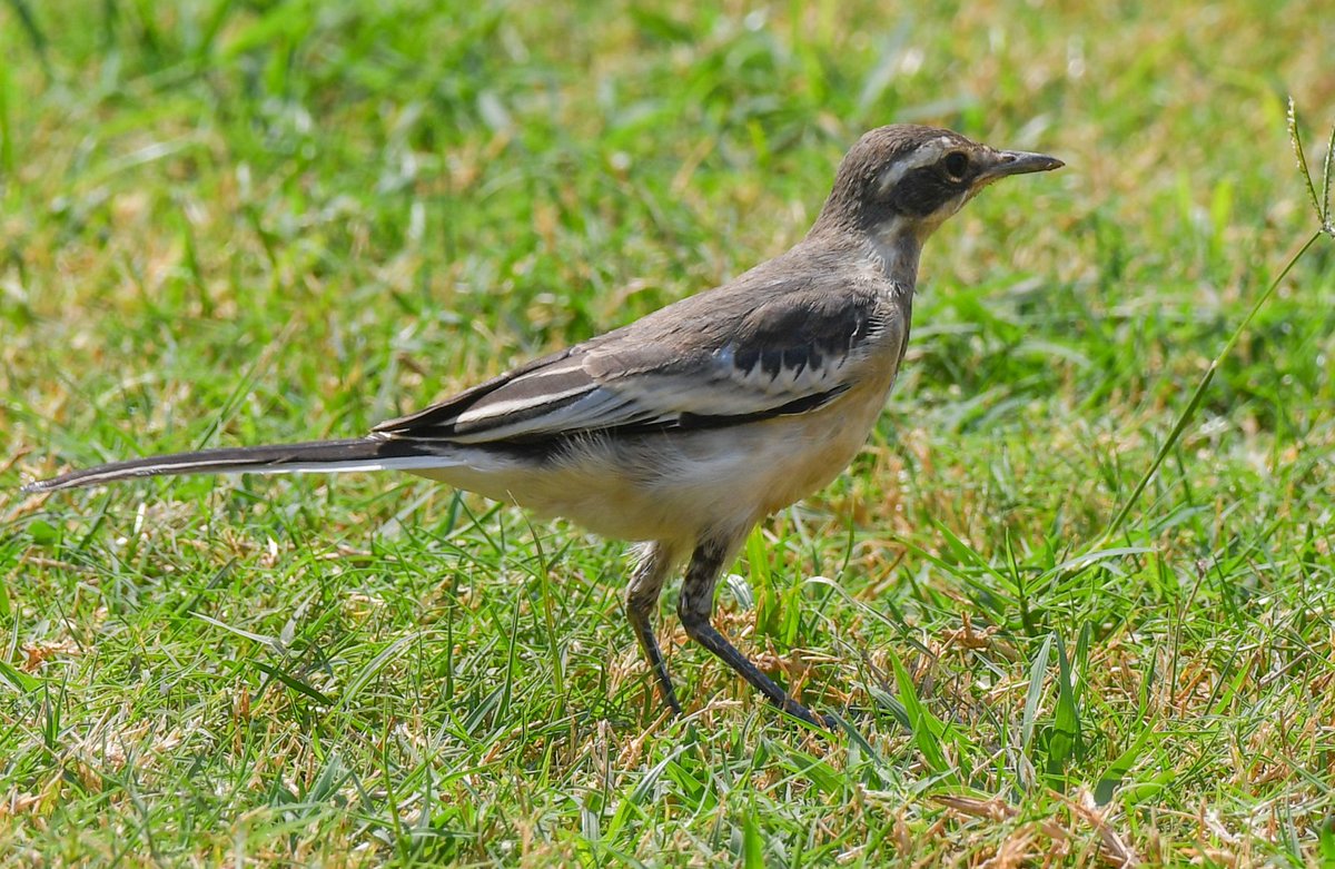 David Ashley tweet media