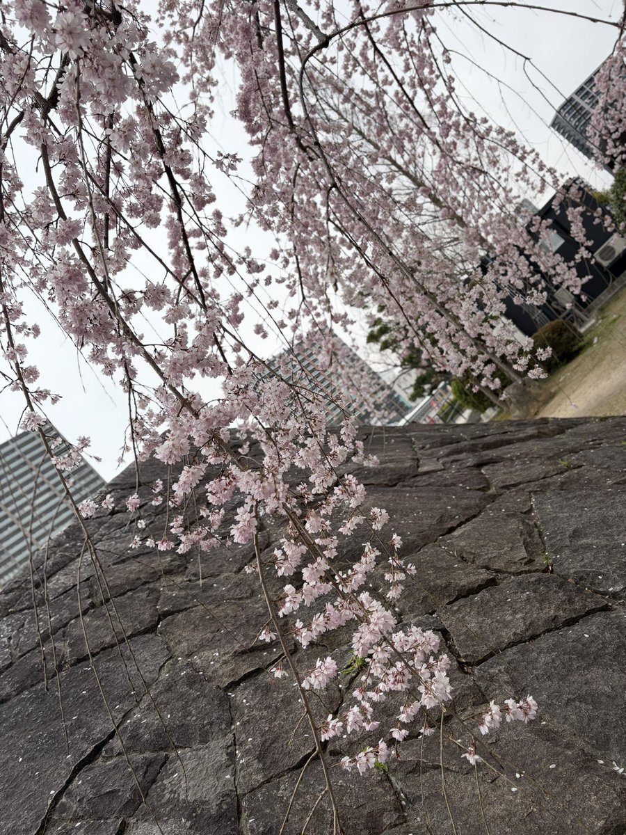 もえ吉/ 𝕄𝕠𝕖 tweet media