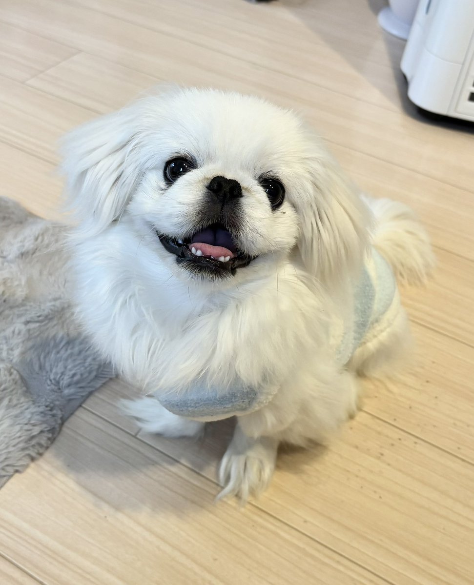 ぽてと tweet media