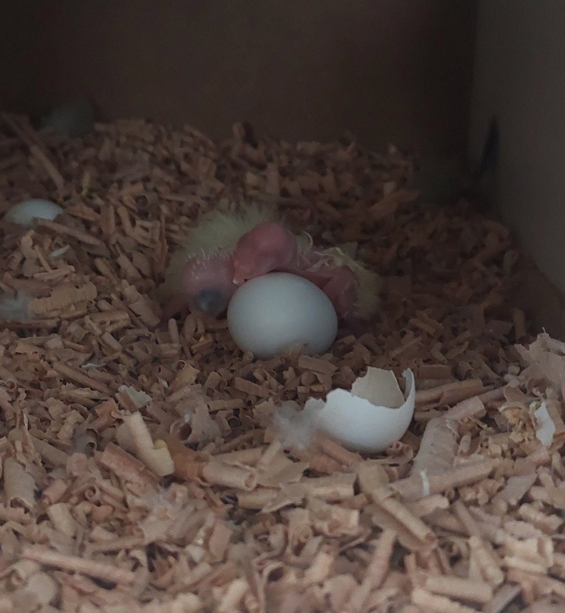 ✿ensiyye/انسیه tweet media