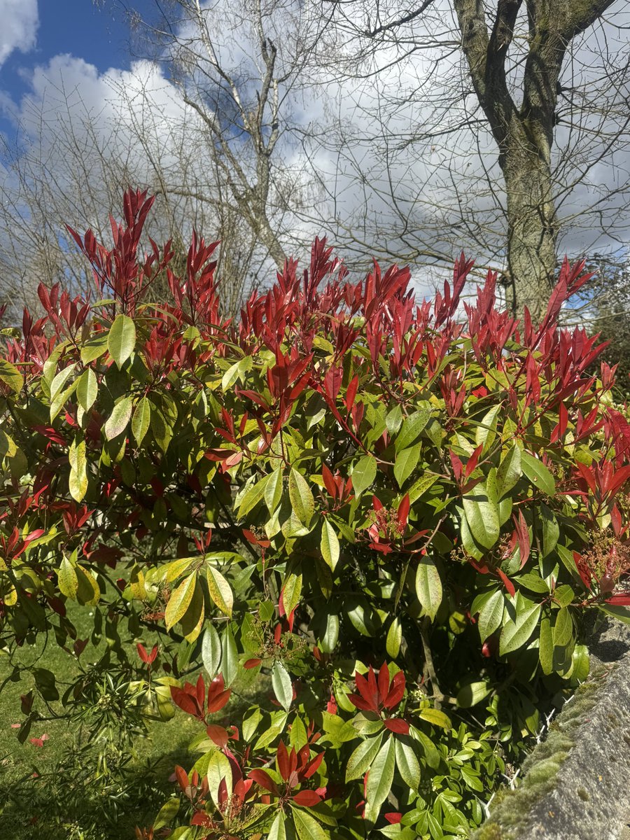 jorge pirès tweet media