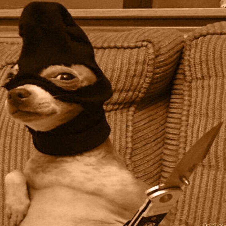 nemorang⁷ 🪭 | ⊙⊝⊜ᴬʳⁱʳᵃⁿᵍ tweet media