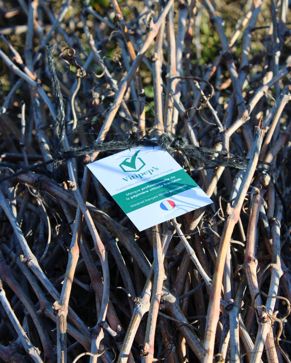 VITIPEP'S tweet media