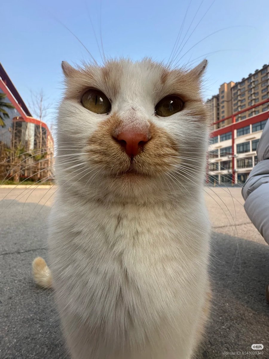 No Context Cats tweet media