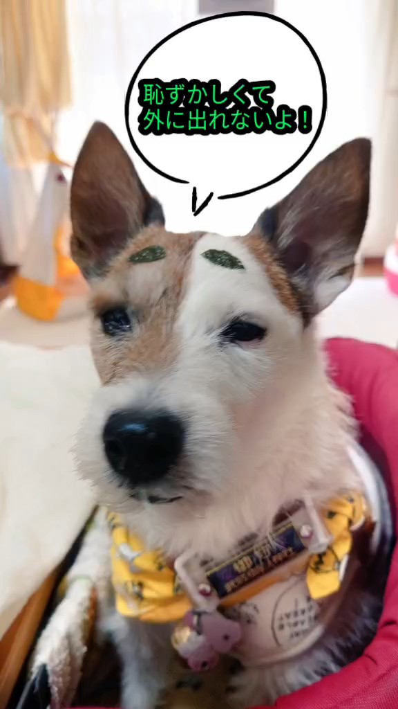 カシオペア tweet media