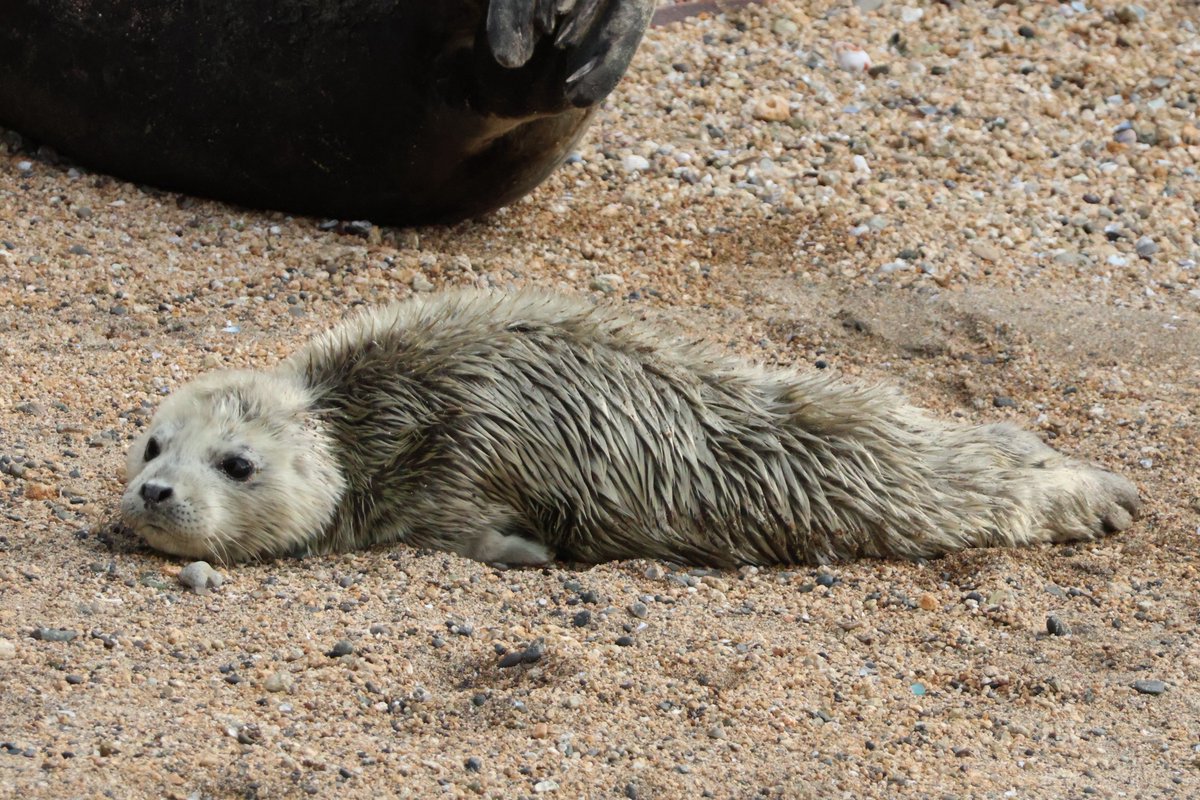 ユミコ tweet media