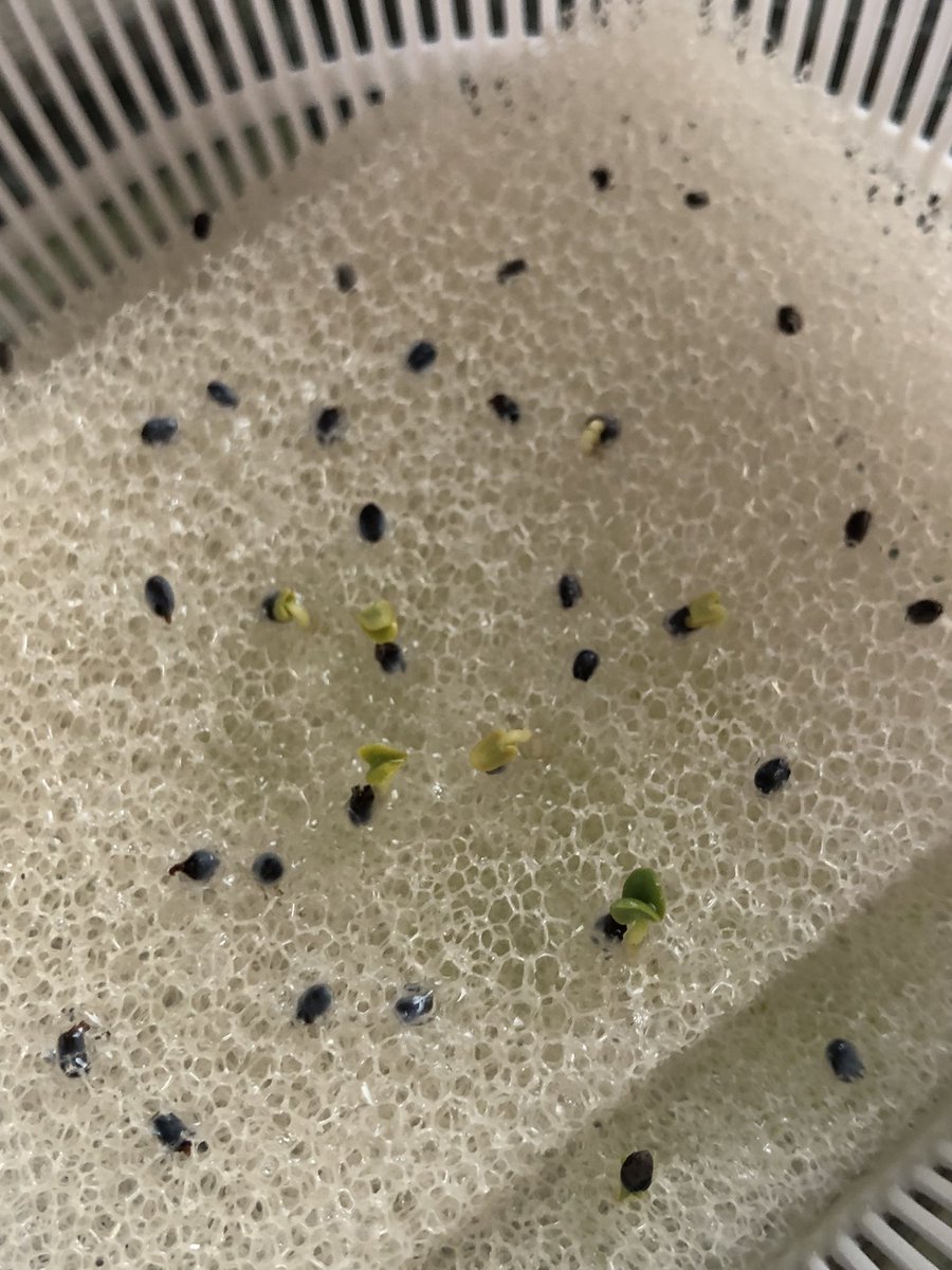 水耕栽培始めてから一週間。昼間は窓辺。夜は部屋の棚に移動。
サニーレタスとバジルが発芽してきました(^^)🌱すごい👍
