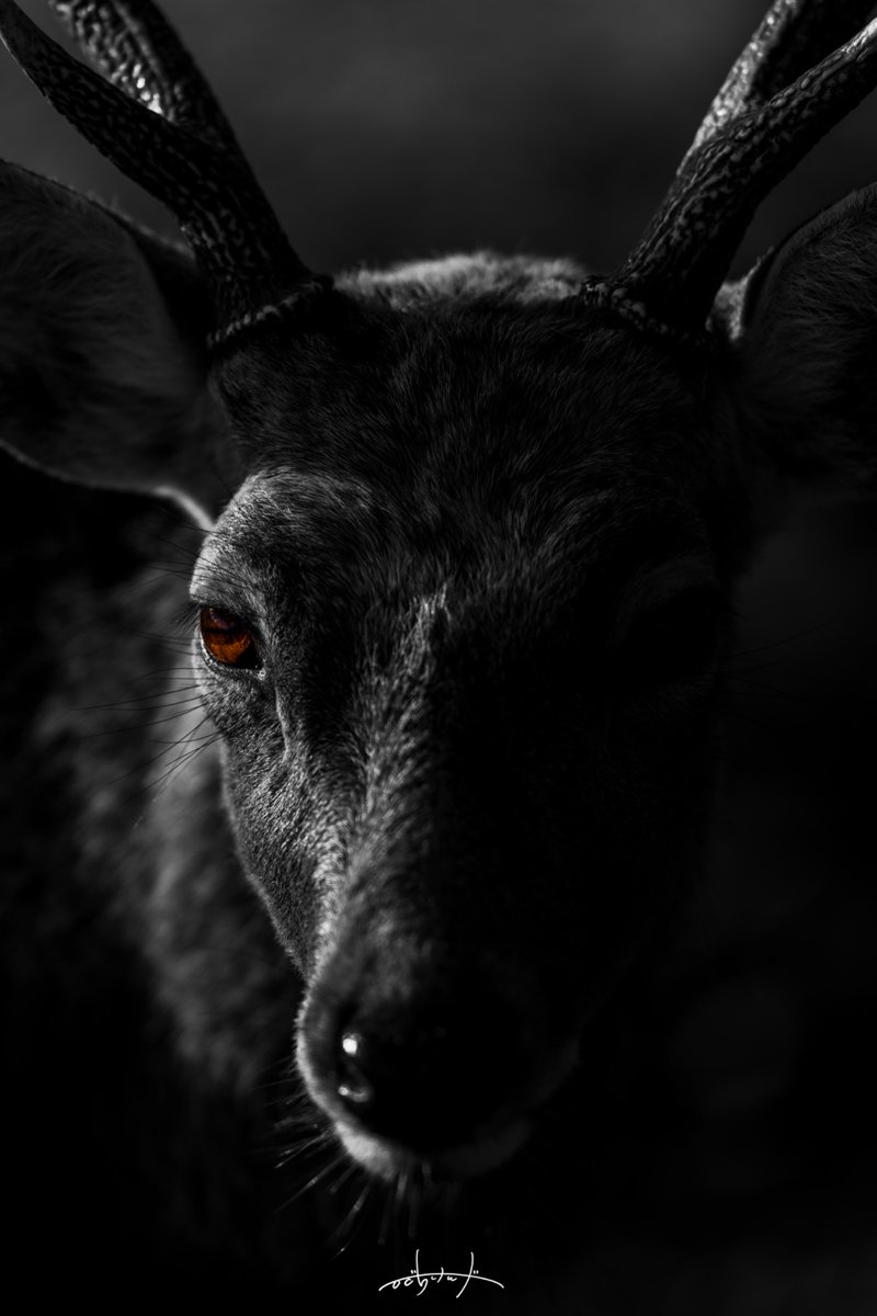 Kenji.H/鹿の人 tweet media