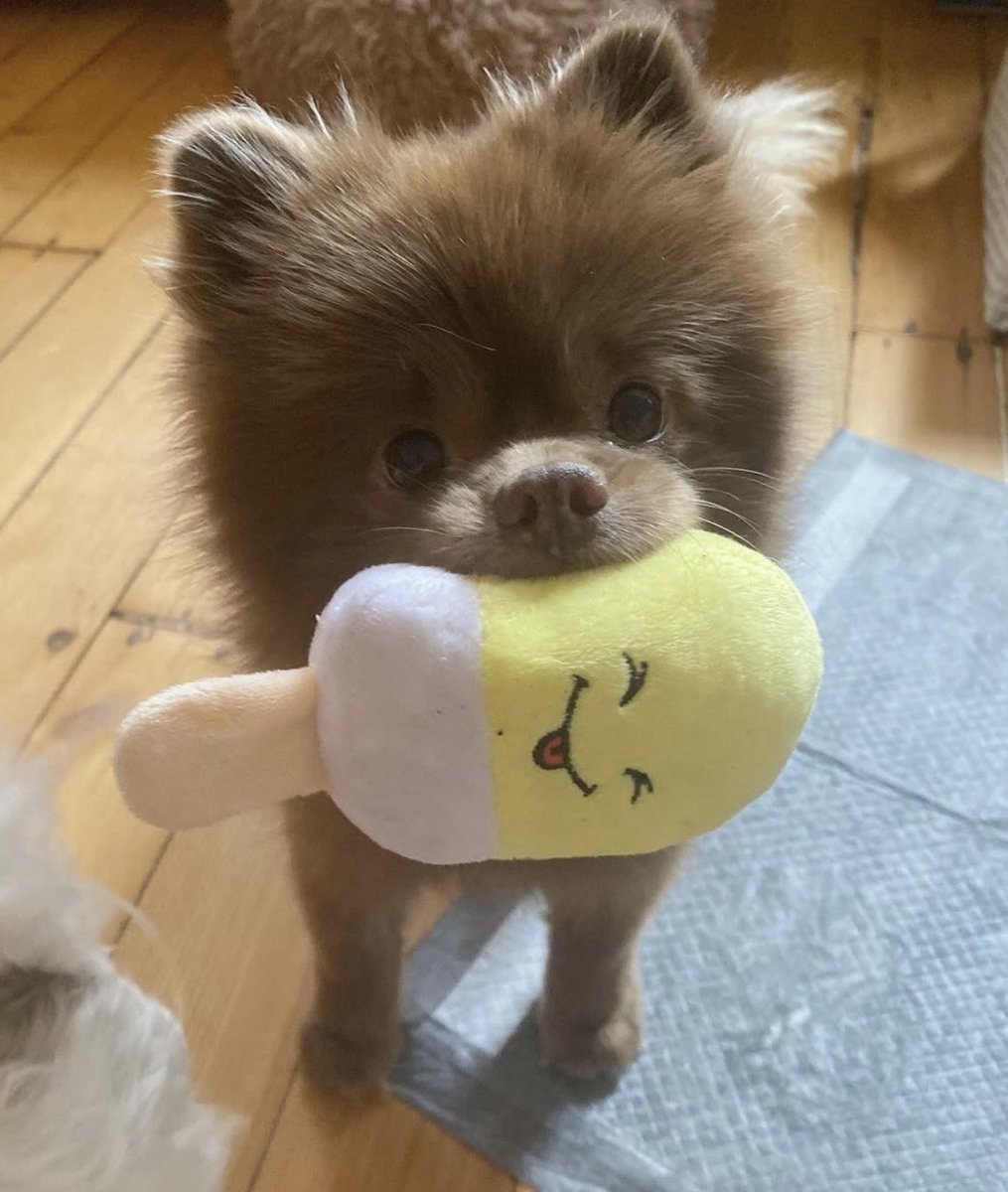 Morning ☀️🐶🐾🦴🧸❤️

$BERT-ish cuteness to start your day ☕

<a href="/bertcoincto/">Bert 🧸 🐶</a> 🤝