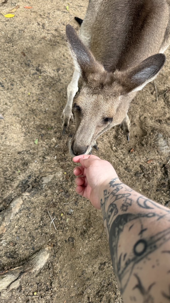 ⌞oat⌝ tweet media