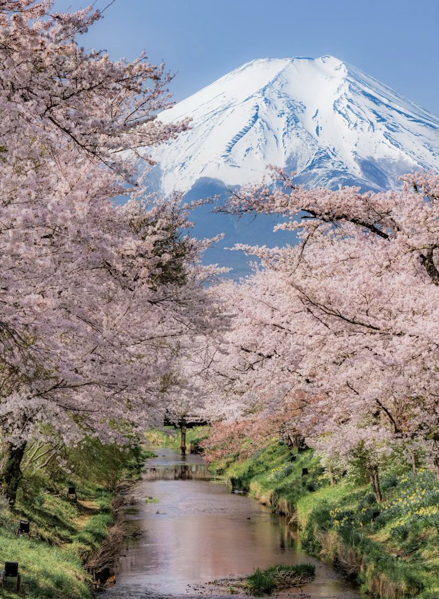 voshans's tweet image. Lentepracht…

(Foto Yuu Photography)

#Shizuoka #Fuji #Japan 

#fotografie #photography 
#travel #travelphotography 
#landscape #landscapephotography
#natuur #nature #naturephotography 
#lente #spring #bloesem #blossom 
#cherryblossom #kersenbloesem