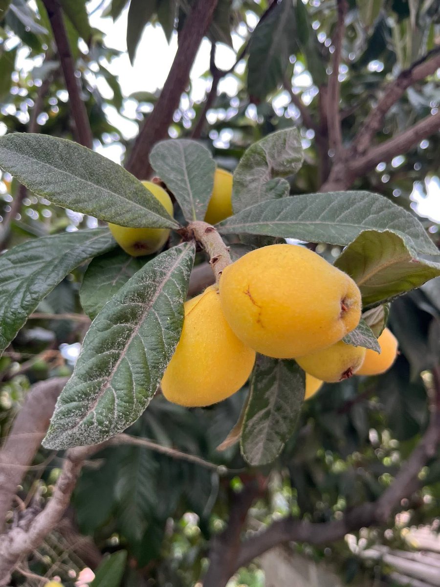 WhiteAlmondSicily 🌺 tweet media