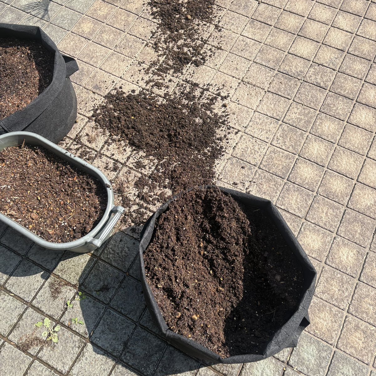 riya / 書籍「おおかみいぬのサン」3/31発売 tweet media