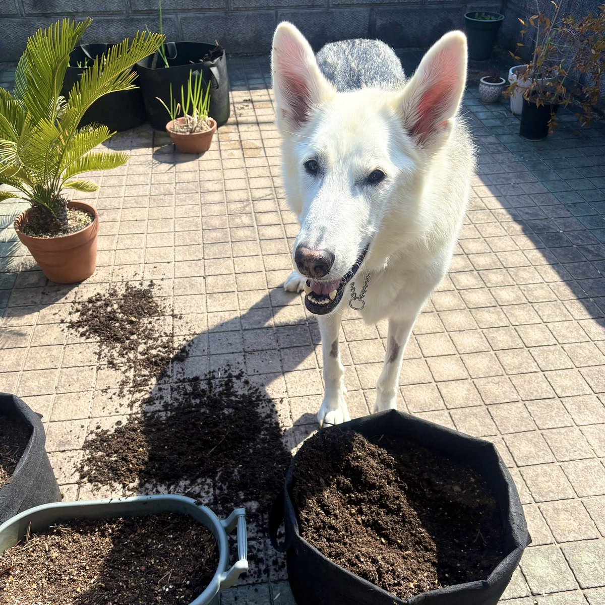 riya / 書籍「おおかみいぬのサン」3/31発売 tweet media