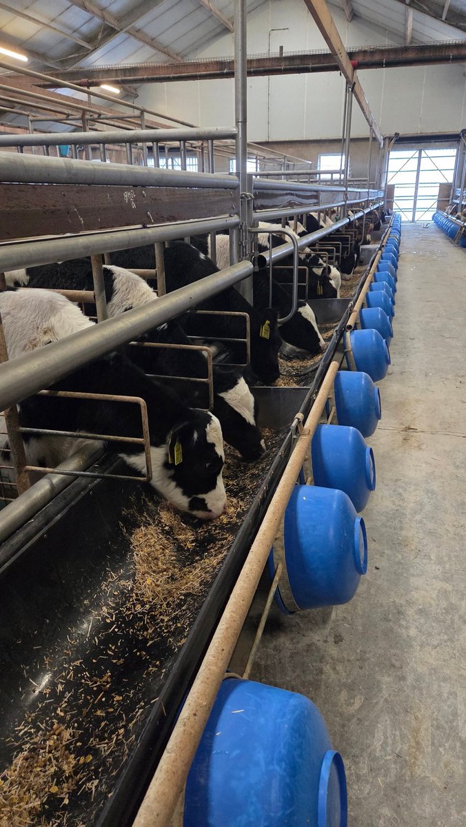 smit_evelien's tweet image. Fijne zondag voor een ieder gewenst

#farmlife #boerderijleven