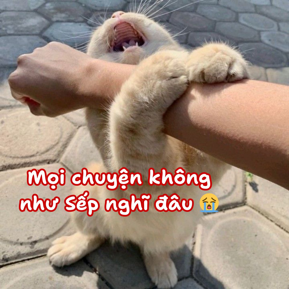 เชอเอม🍂รับแลกรี🍂 tweet media