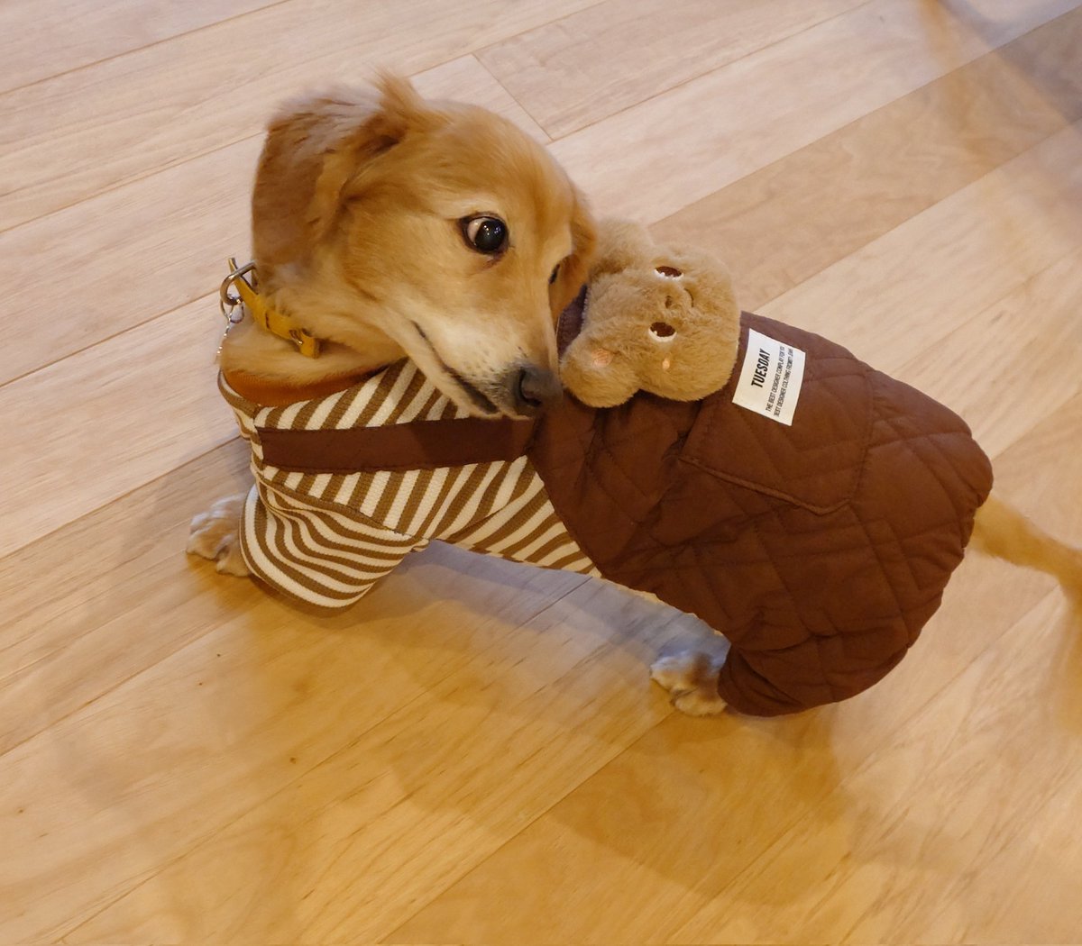 Gestneseland Government In Exile 桂尼士蘭國流亡政府 tweet media