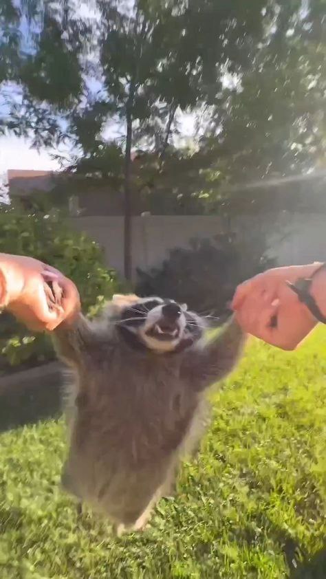 raccoon with confusing auras tweet media