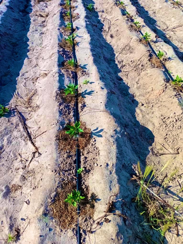 VillageGuyWithAComputer! tweet media