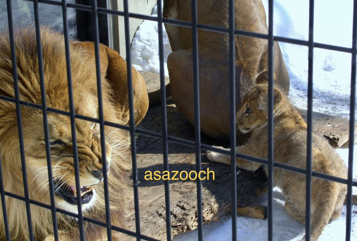 コナンチャンネル tweet media