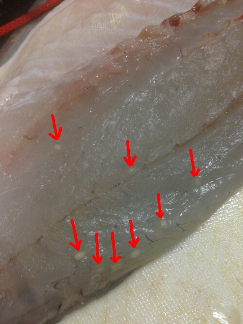 富士南麓人@脳内フルチタンパーツ強化済み tweet media