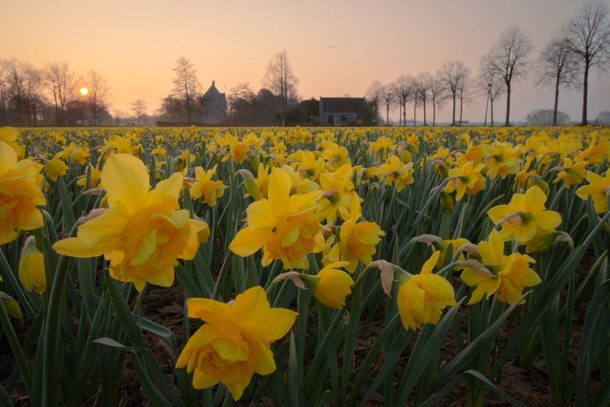 JaapScholte's tweet photo. Zonsopkomst ‘t Huys Dever #lisse #spring #narcissen #bollenstreek @BuienRadarNL @weeronline https://t.co/ogDiwyI3Wj