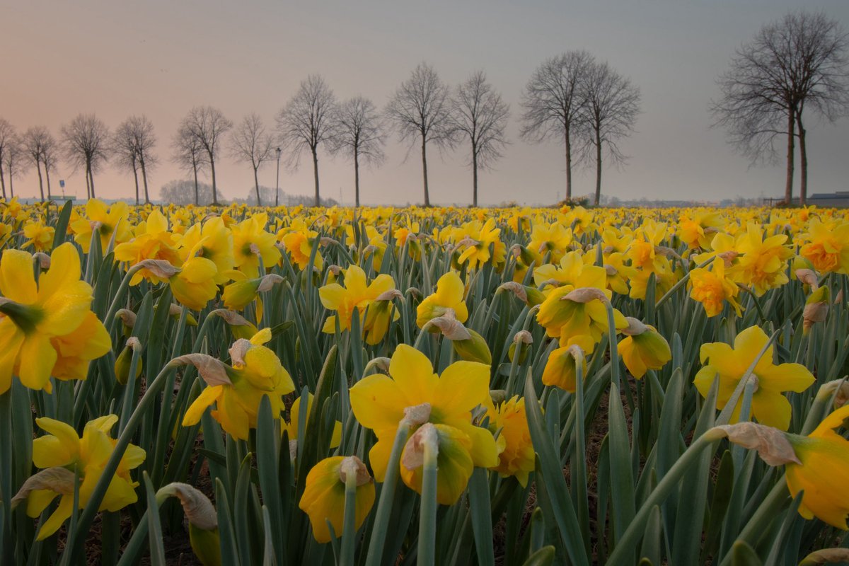 JaapScholte's tweet photo. Zonsopkomst ‘t Huys Dever #lisse #spring #narcissen #bollenstreek @BuienRadarNL @weeronline https://t.co/ogDiwyI3Wj