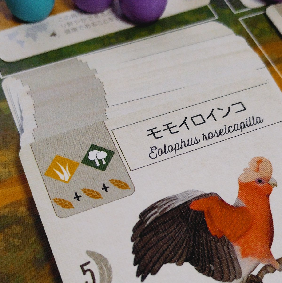 #ウイングスパン 東洋+欧州大洋(基本抜き)ソロ

◆草原のモモイロインコが怒涛の12枚差込◆3羽目のニシブッポウソウが横置きで3卵な環境づくり◆湿地は翼長21cm→22cm→69cmで昇順達成◆花蜜は3エリアとも僅差で全負け◆97対96で勝ち！

中南米の翼は予約済み🦜
ソロとの相性がよいことを願います