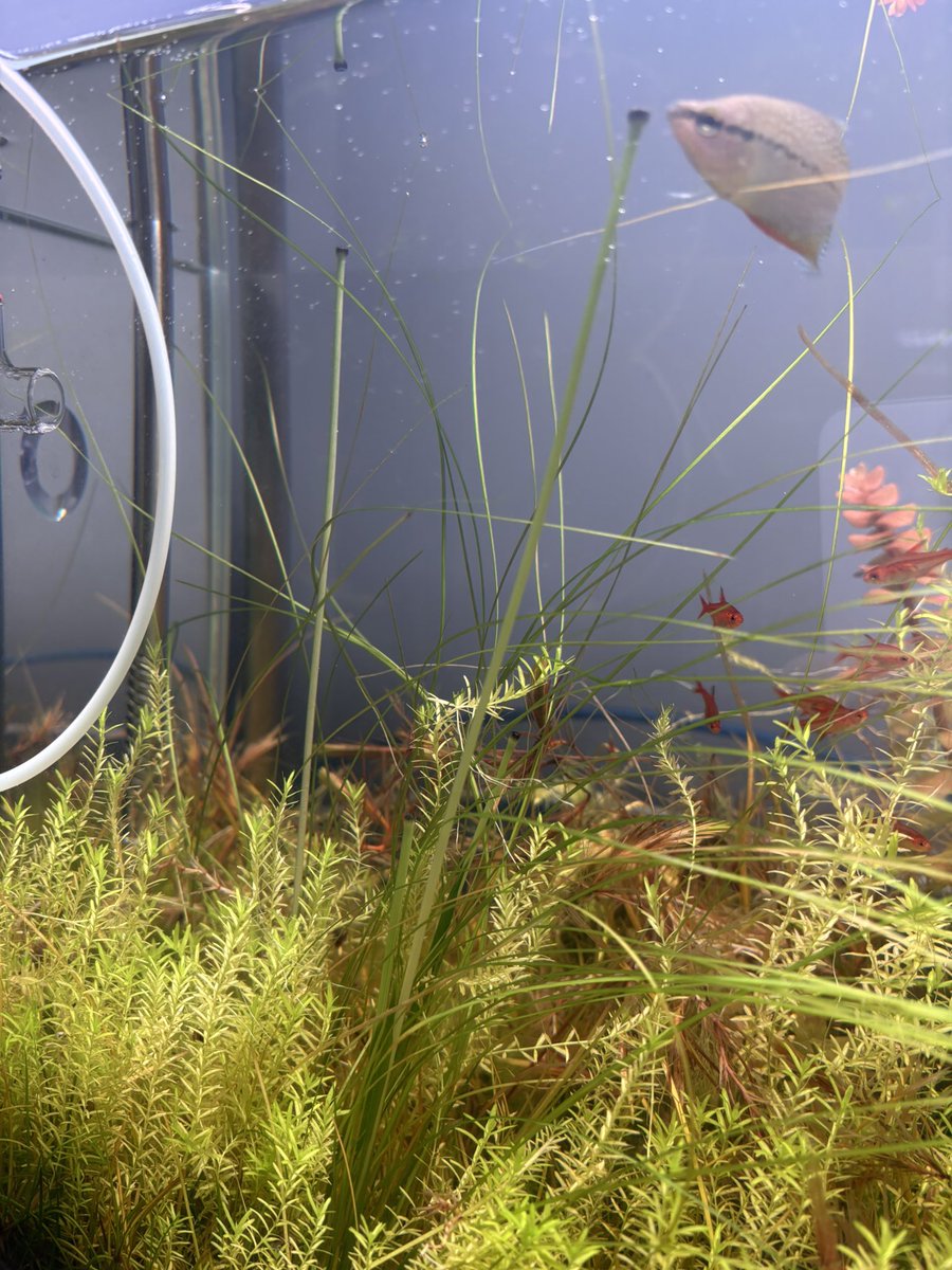 みか_メロウP tweet media