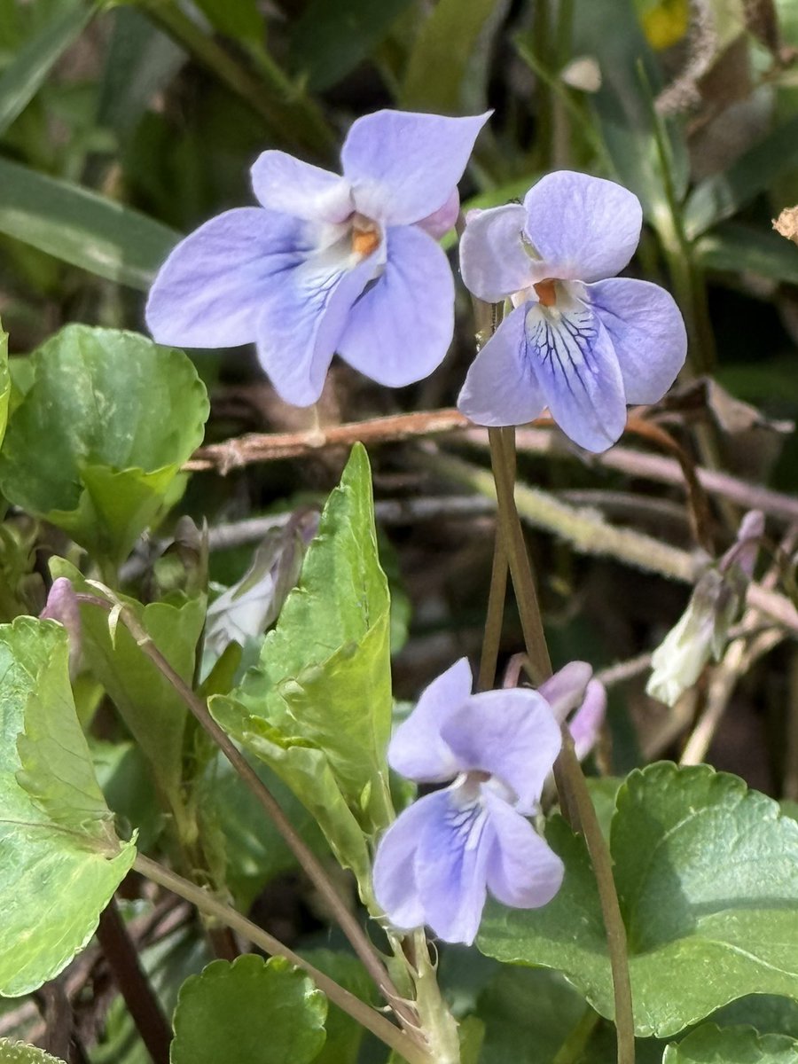 花咲ねこ tweet media