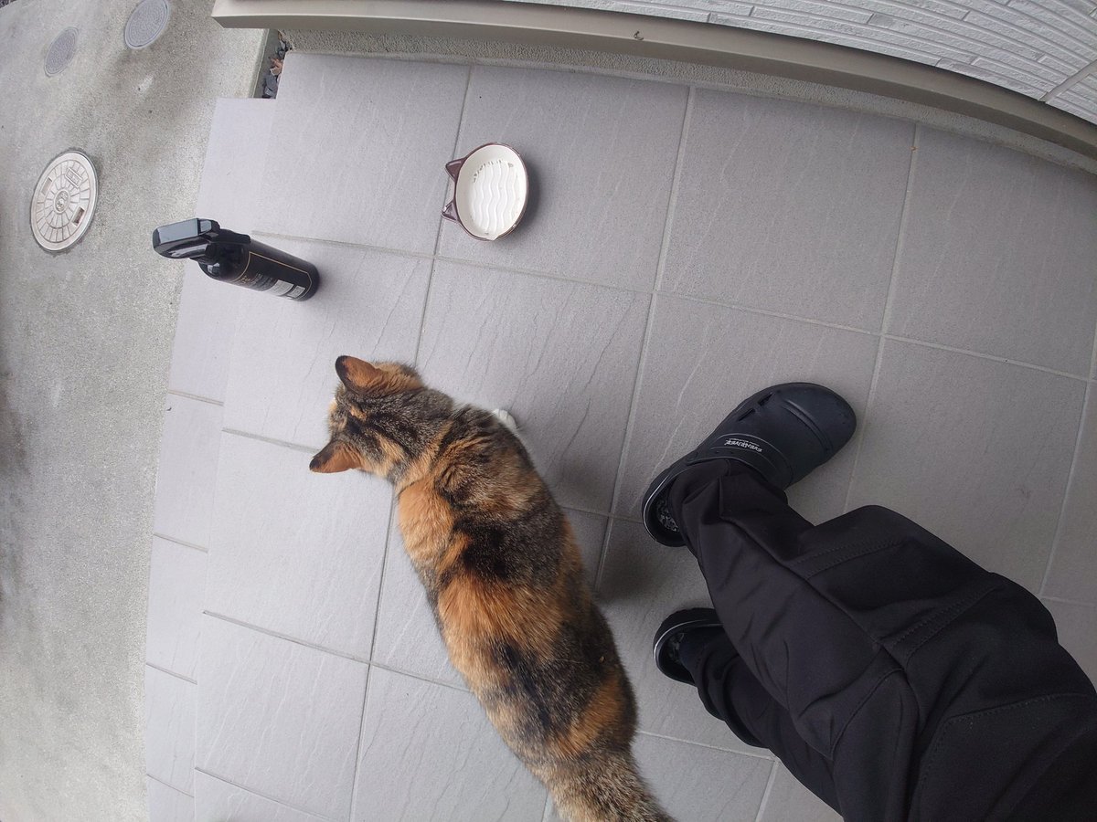 おっとせー(K333) tweet media