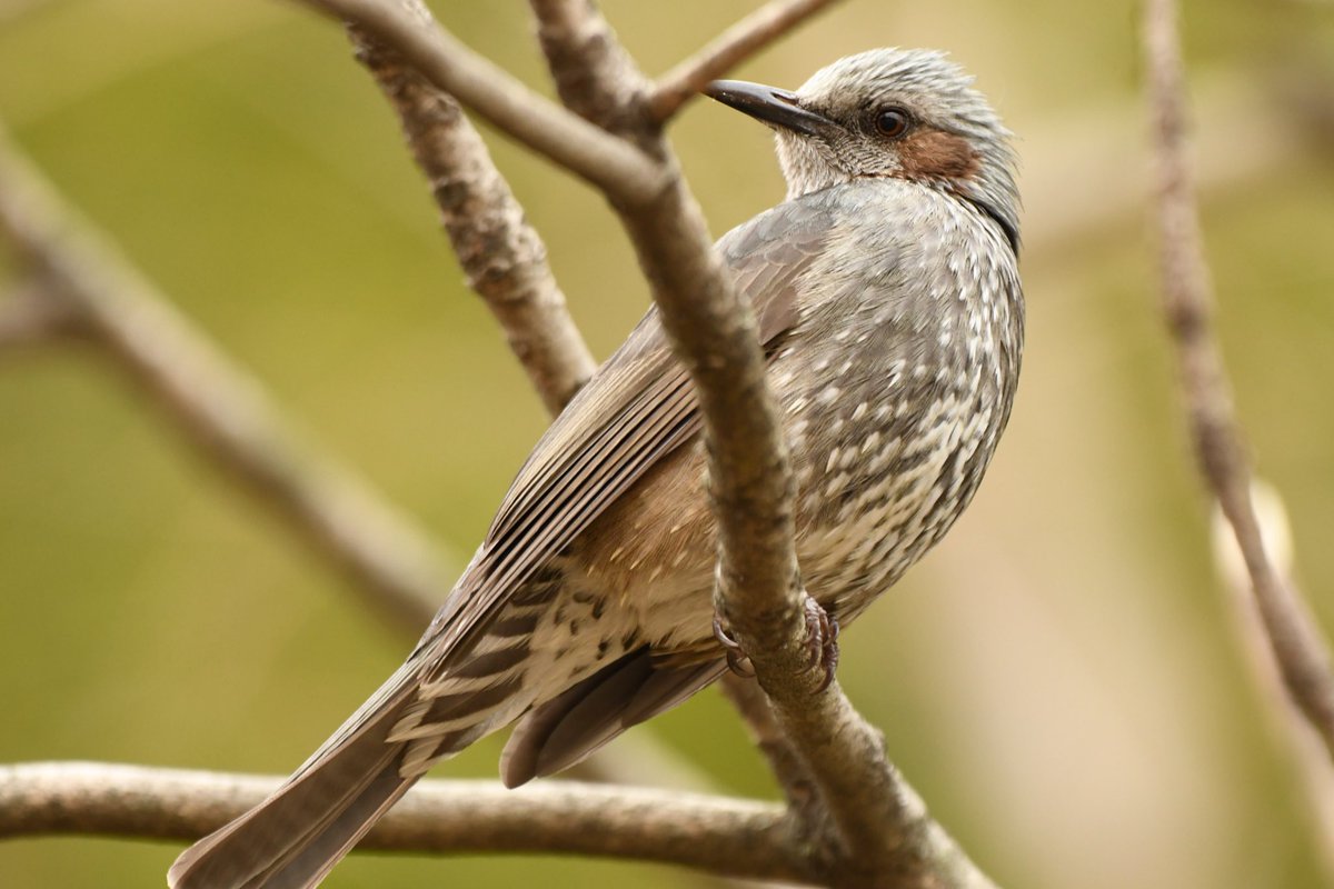 camerabegin's tweet photo. 若そうなヒヨちゃん
#ヒヨドリ #野鳥 #野鳥観察 #birds #brown #eared #bulbul https://t.co/zW1t9GYtm7