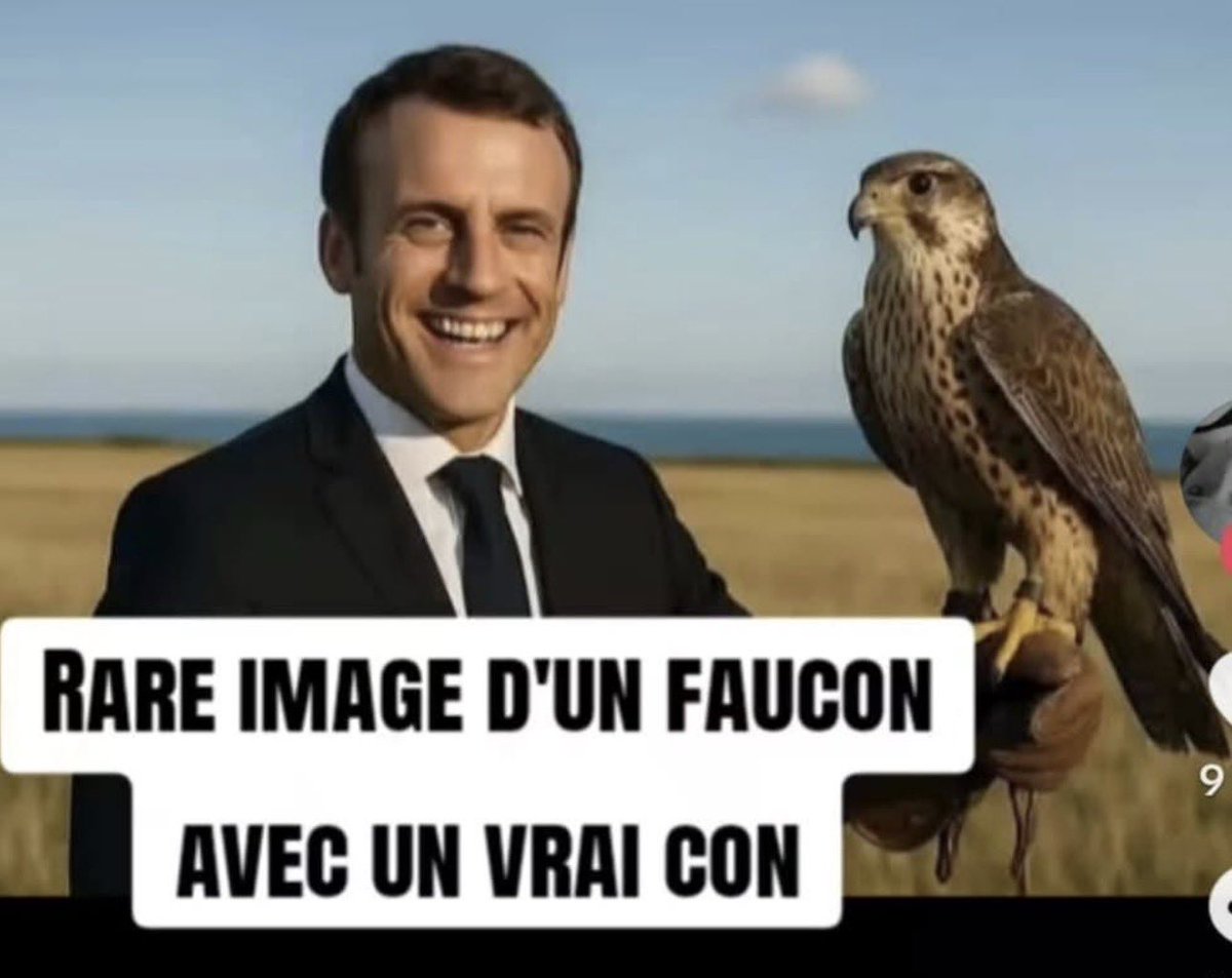 Noëlie la Lupa tweet media