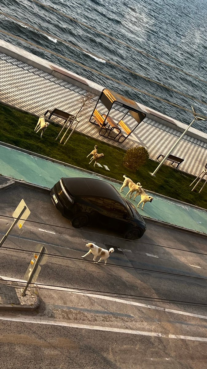 Vatandaşların yürüdüğü, çocuklarıyla zaman geçirdiği alan başıboş köpek işgali altında. Barınakta yer yoksa 5199/13'e göre tehlike arz edenleri uyutup yer açın. <a href="/BursaValiligi/">T.C. Bursa Valiliği</a> <a href="/gemlikbld/">Gemlik Belediyesi</a> <a href="/Gemlik_kaymakam/">Gemlik Kaymakamligi</a> <a href="/bursailtarim/">Bursa İl Tarım ve Orman Müdürlüğü</a>

Bursa Gemlik Kurşunlu Mahallesi