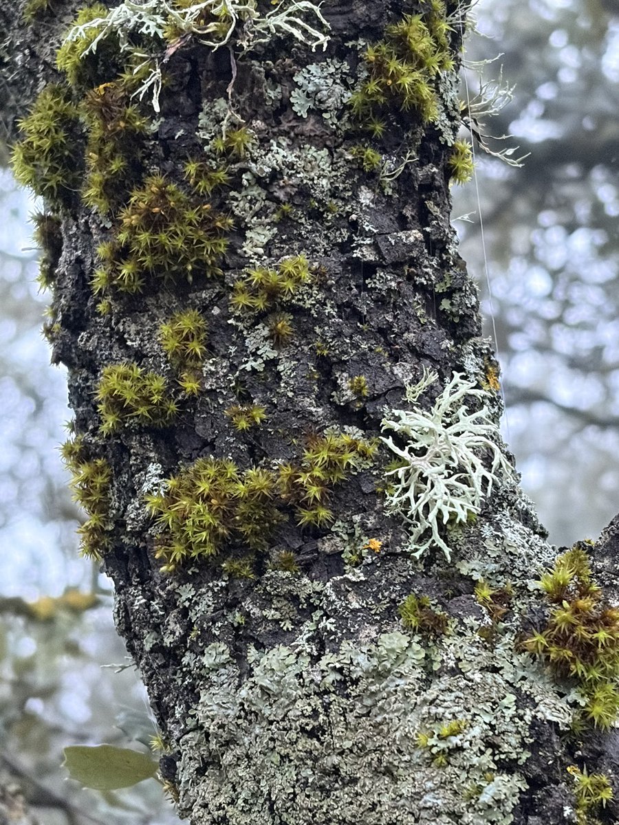 Pablo LMN tweet media