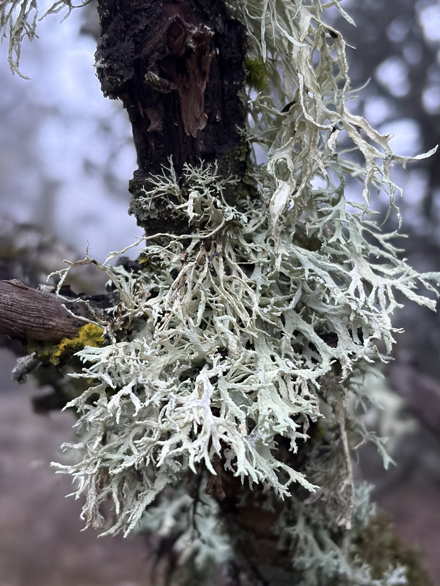 Pablo LMN tweet media